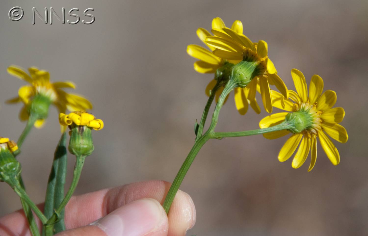 Oxford Ragwort